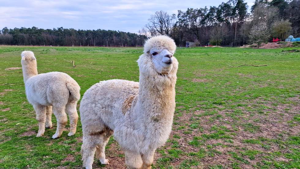 Bossimkopf-Luschas-Alpakas